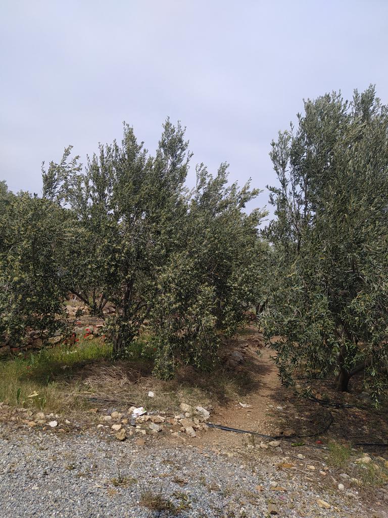 LAND FOR SALE FROM AYDINCIK REAL ESTATE  Image 1